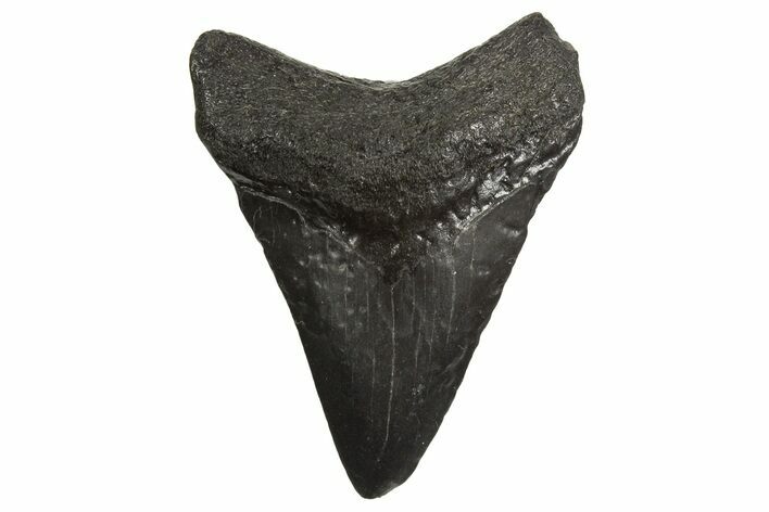 Serrated, Juvenile Megalodon Tooth - South Carolina #340570